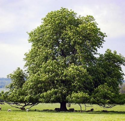 Legno di Castagno