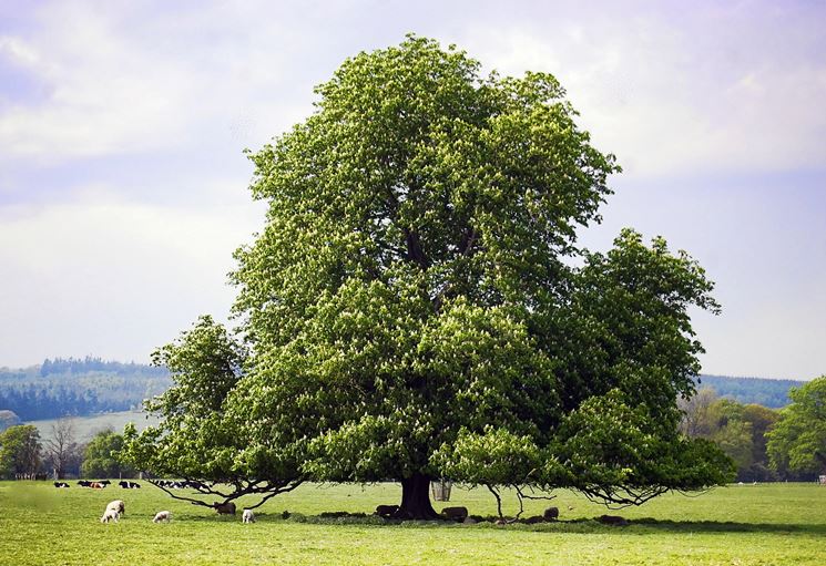 Legno di Castagno