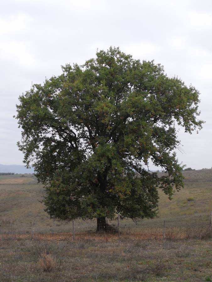 legno di quercia per mobili