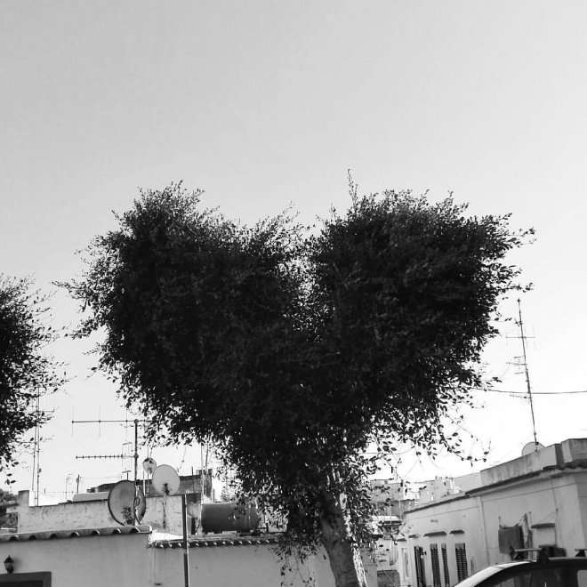 albero forma di cuore